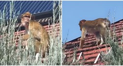 VIDEO U Beogradu snimljen majmun, šetao je po krovovima
