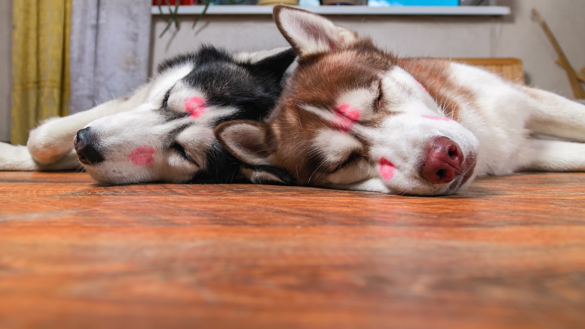 VIDEO Ovi psi uživaju u svakom trenu svog života
