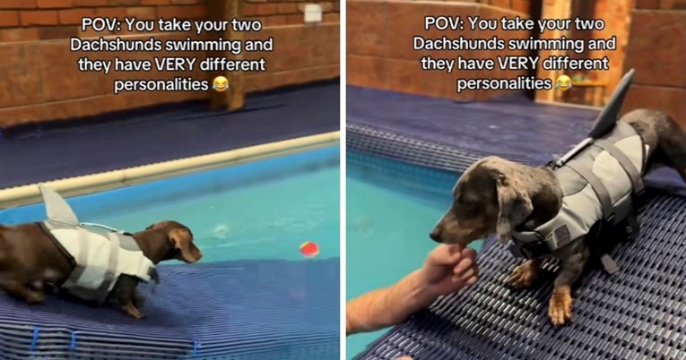 Jazavčari nasmijali internet zbog različitih reakcija na plivanje