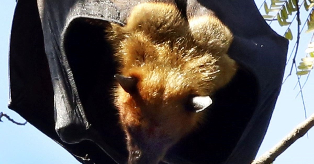 Australac umro od ugriza šišmiša