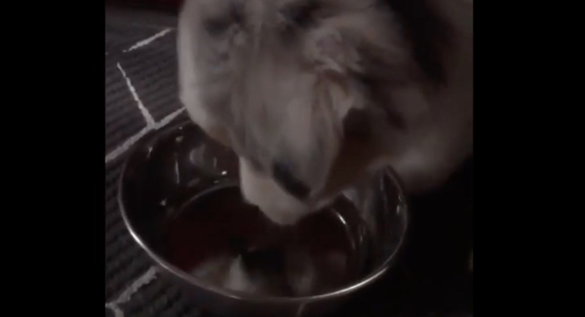 Pametno štene pronašlo je genijalan način kojim daje do znanja da je žedno