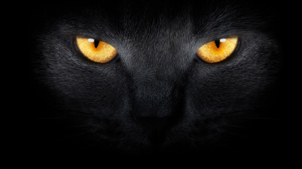 Mačke u mraku vide 50% bolje od ljudi. Doznajte zašto