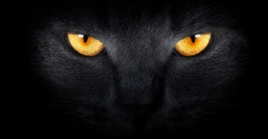 Mačke u mraku vide 50% bolje od ljudi. Doznajte zašto