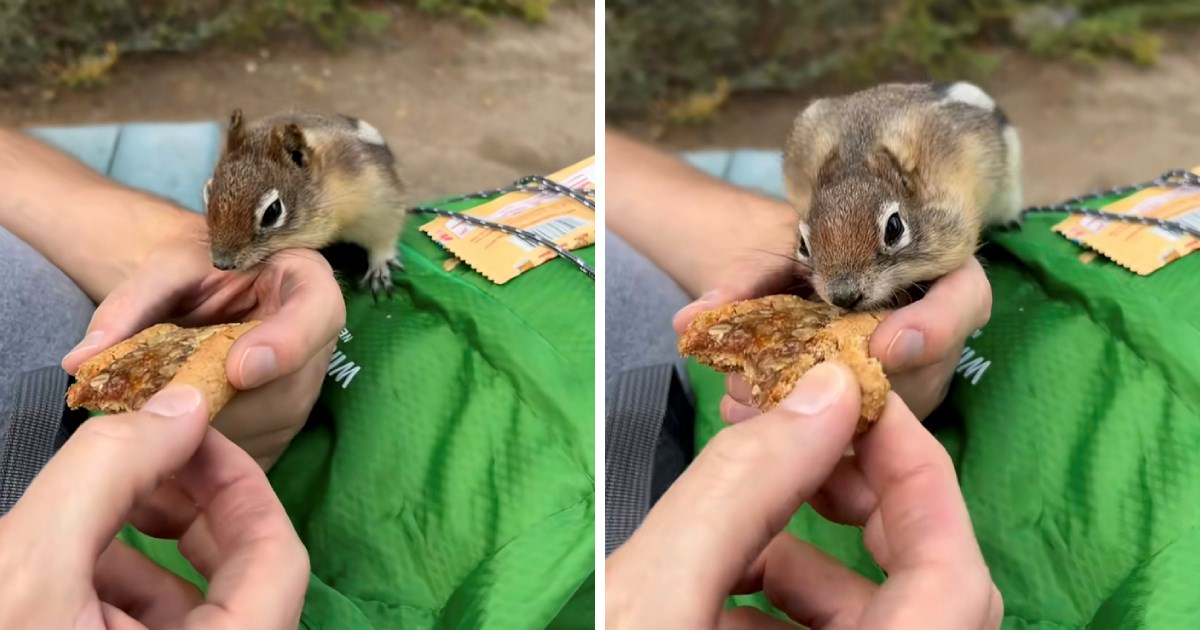 Turist htio nahraniti vjevericu, ona mu "zahvalila" na najsmješniji način