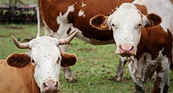 Ministarstvo će od EU tražiti 15 milijuna kuna pomoći za proizvođače mlijeka