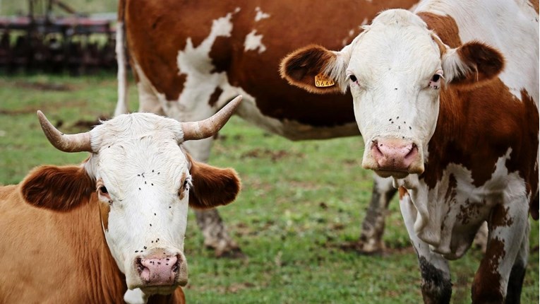 Ministarstvo će od EU tražiti 15 milijuna kuna pomoći za proizvođače mlijeka