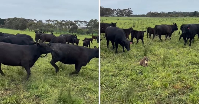 Krdo krava doživjelo "slom živaca" zbog sićušne koale, video je viralan