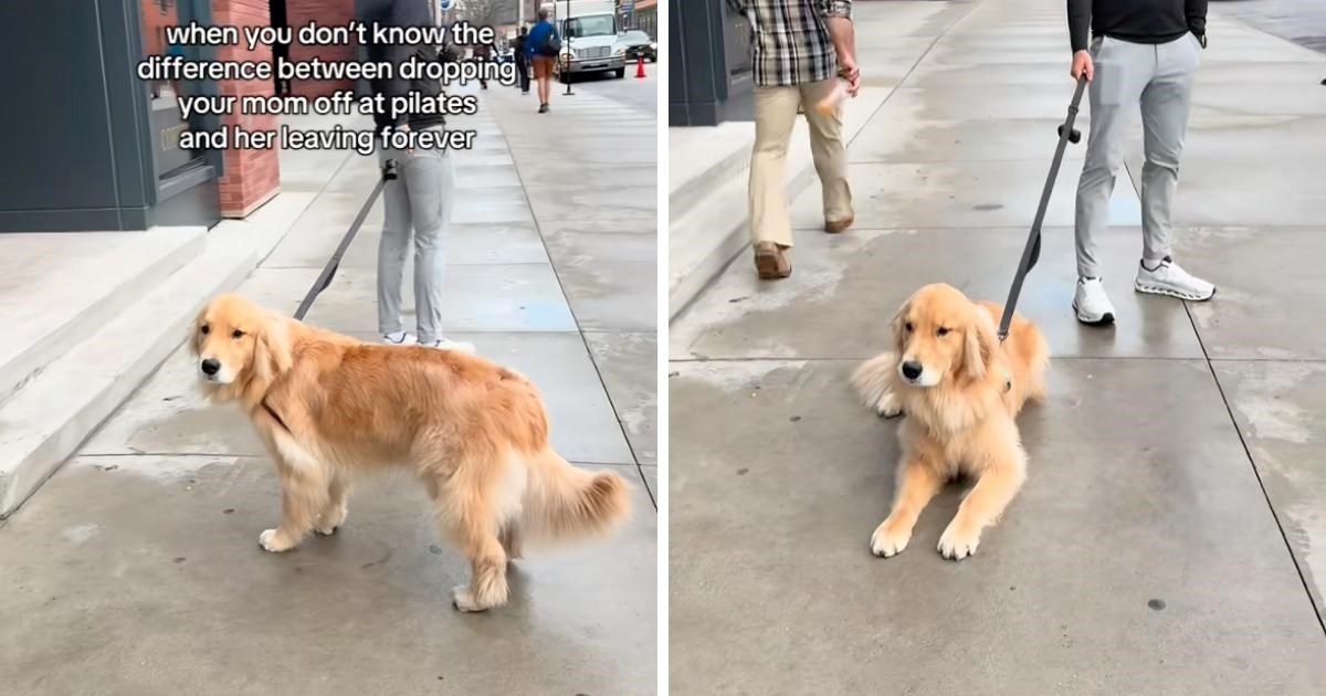 Vlasnica išla na trening, pas ju nije htio ostaviti. Slatki prizor će vas nasmijati