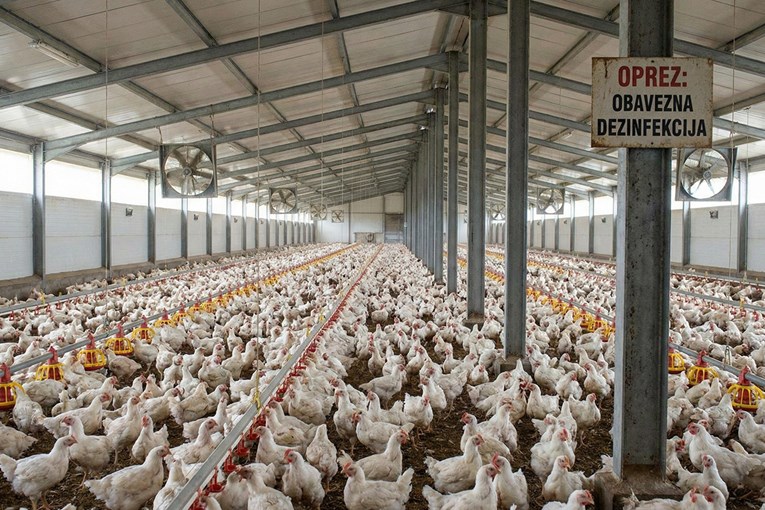 Projekt klaonice kokoši i farmi kod Siska: Ovo su najvažniji argumenti za i protiv