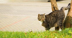 Mačje piš-poruke: Zašto mačka prestane koristiti svoj zahod?