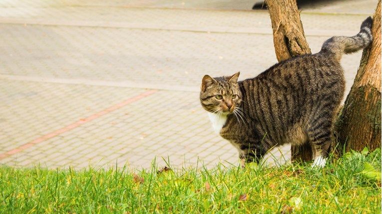 Mačje piš-poruke: Zašto mačka prestane koristiti svoj zahod?