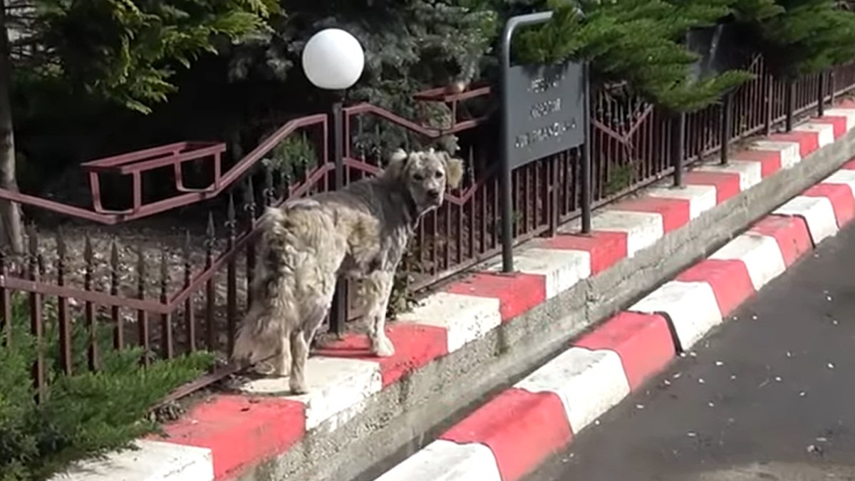 Pas lutalica je trčao prema ljudima tražeći pomoć, no nitko ga nije primjećivao