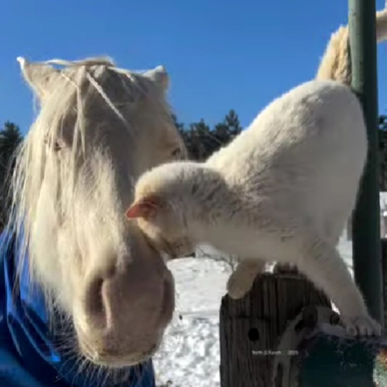 VIDEO Mačak se toliko zaigrao s konjem da je skoro pao s ograde