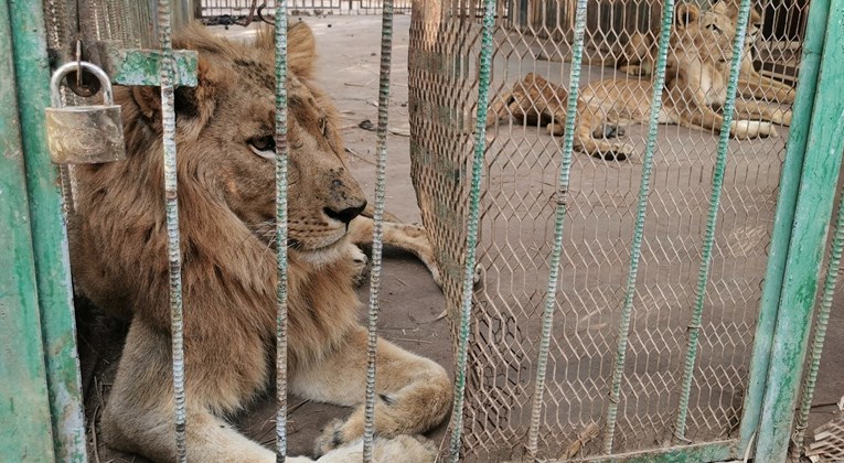 Stravične fotografije ZOO vrta u Sudanu, lavovi im umiru od gladi i bolesti