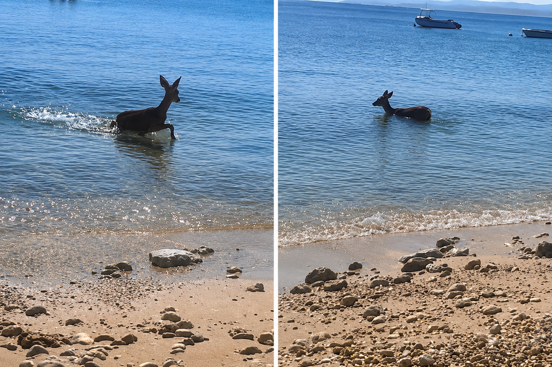 Presladak prizor iz Stare Baške: Srna došla na plažu i okupala se u moru