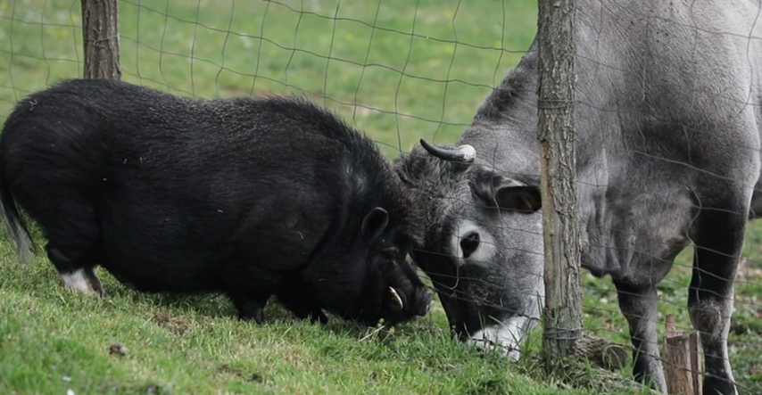 Na istarskom imanju rodilo se neobično prijateljstvo između svinje Đoke i krave Linde