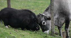 Na istarskom imanju rodilo se neobično prijateljstvo između svinje Đoke i krave Linde