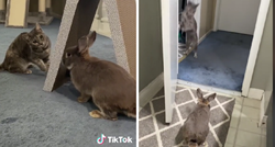VIDEO Doveli zeca u kuću, reakcija njihove mačke kad ga je vidjela je presmiješna