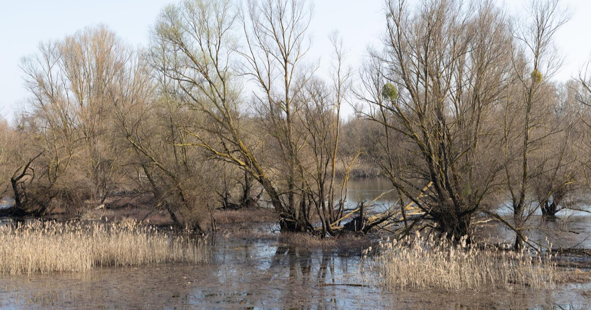Park prirode Kopački rit: Zbog dalekovoda umiru milijuni ptica