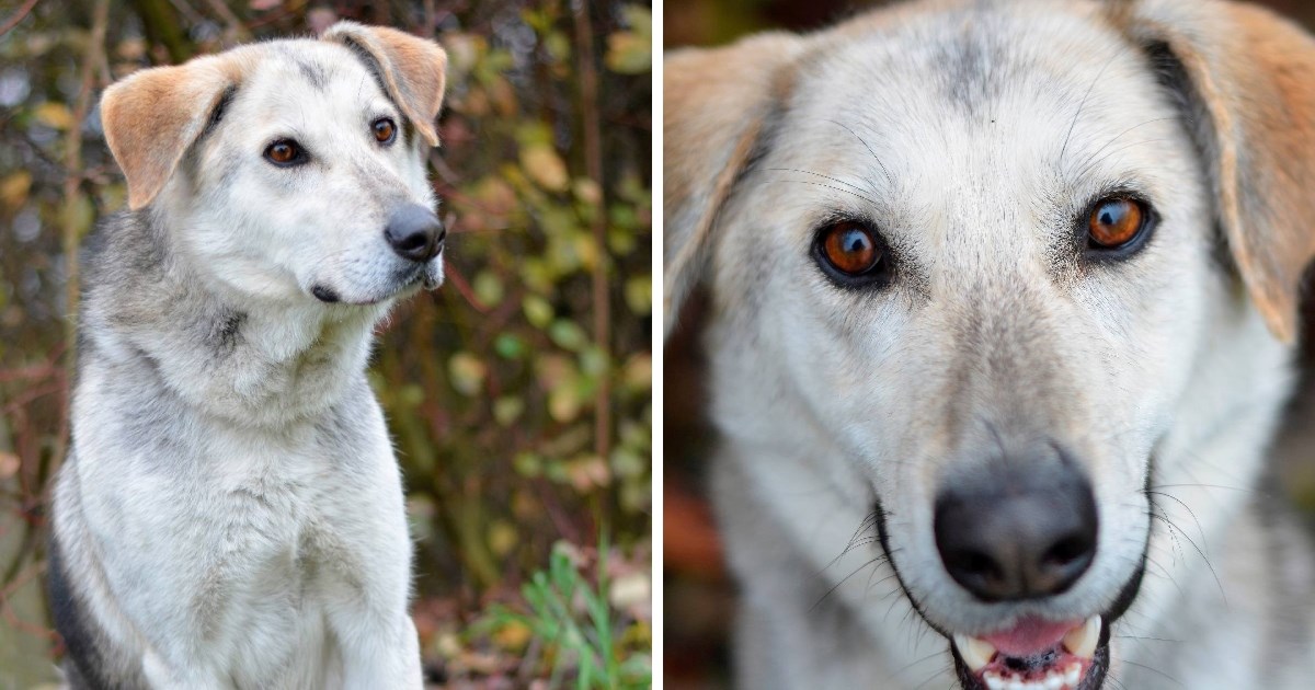 Piro se tri puta vraćao u sklonište. Vrijeme je da pronađe svoj zauvijek dom