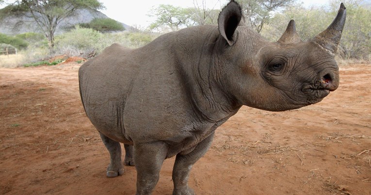 U Tanzaniji uginula najstarija ženka crnog nosoroga