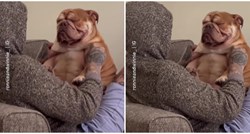 Ovaj pas uživa u masaži kao nitko nikad