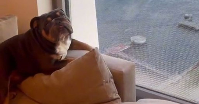 Pokazao što njegov pas gleda kroz prozor svako jutro, ljudi su oduševljeni