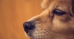 Znanstvenici: Psi mogu nanjušiti epileptični napadaj prije nego što se dogodi