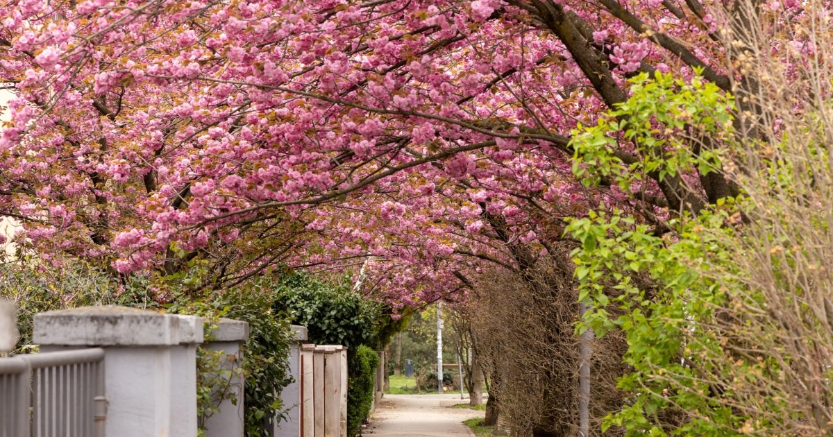 FOTO Šulekova je opet najljepša ulica u Zagrebu 😍
