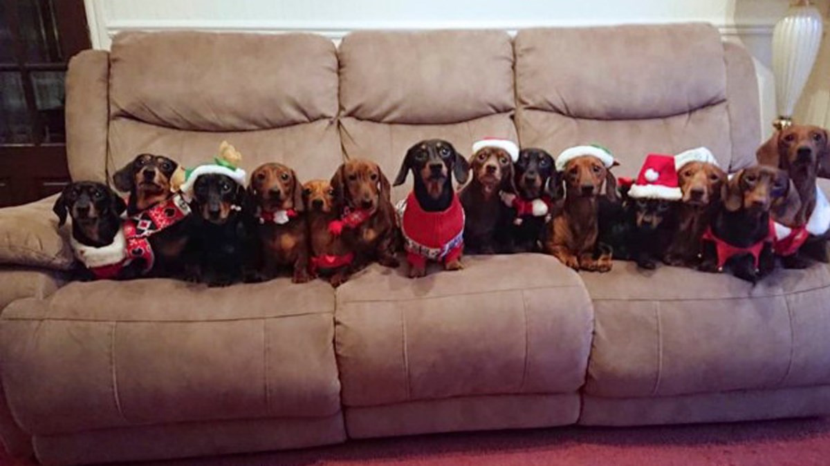 Vlasnik obukao i fotkao 17 jazavčara u božićnim kaputima. Fotke su odlične