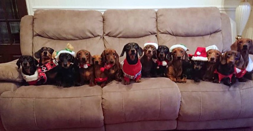 Vlasnik obukao i fotkao 17 jazavčara u božićnim kaputima. Fotke su odlične
