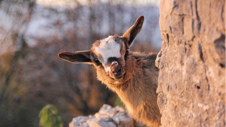 VIDEO Patuljaste koze su preslatki i zabavni ljubimci