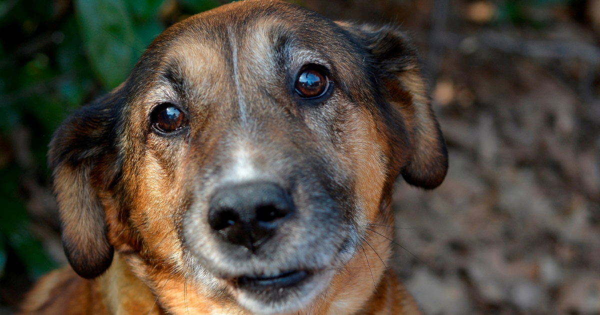 Na Trgu bana Jelačića akcija udomljavanja pasa i mačaka iz Dumovca