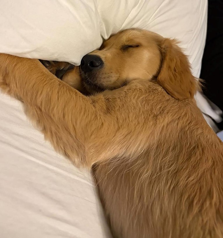 Štene zlatnog retrivera prestrašilo samo sebe lajanjem u snu, video je presladak
