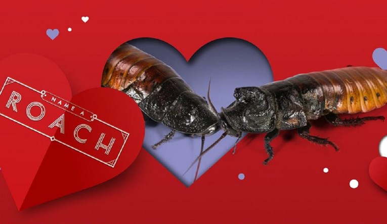 Poklon za Valentinovo: Nazovite žohara po dečku ili curi