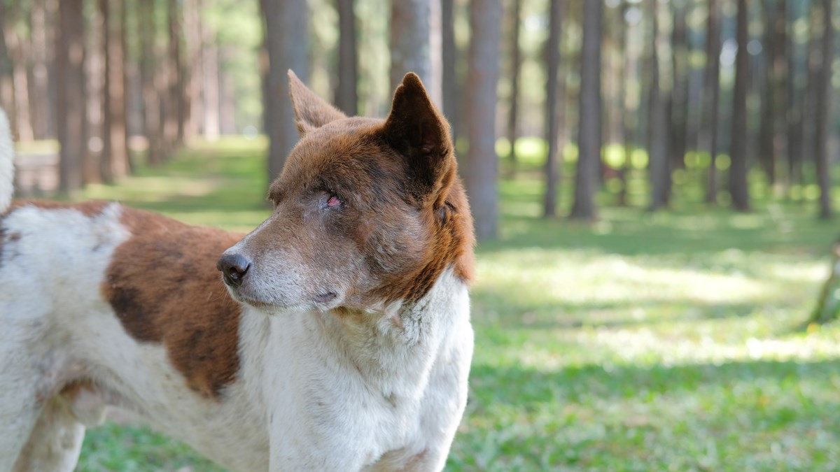 Budite oprezni jer ova životinjica može biti opasna za vaše pse