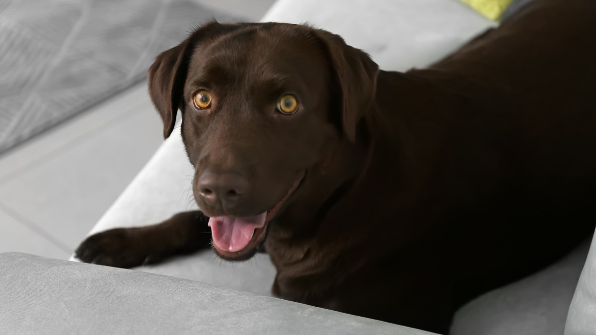 Kada osjeti da dolazi njegov najdraži poštar, ovaj pas poludi od sreće