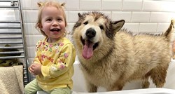 Aljaški malamut mrzi kupanje, ali njegova mala prijateljica priskočila mu je u pomoć