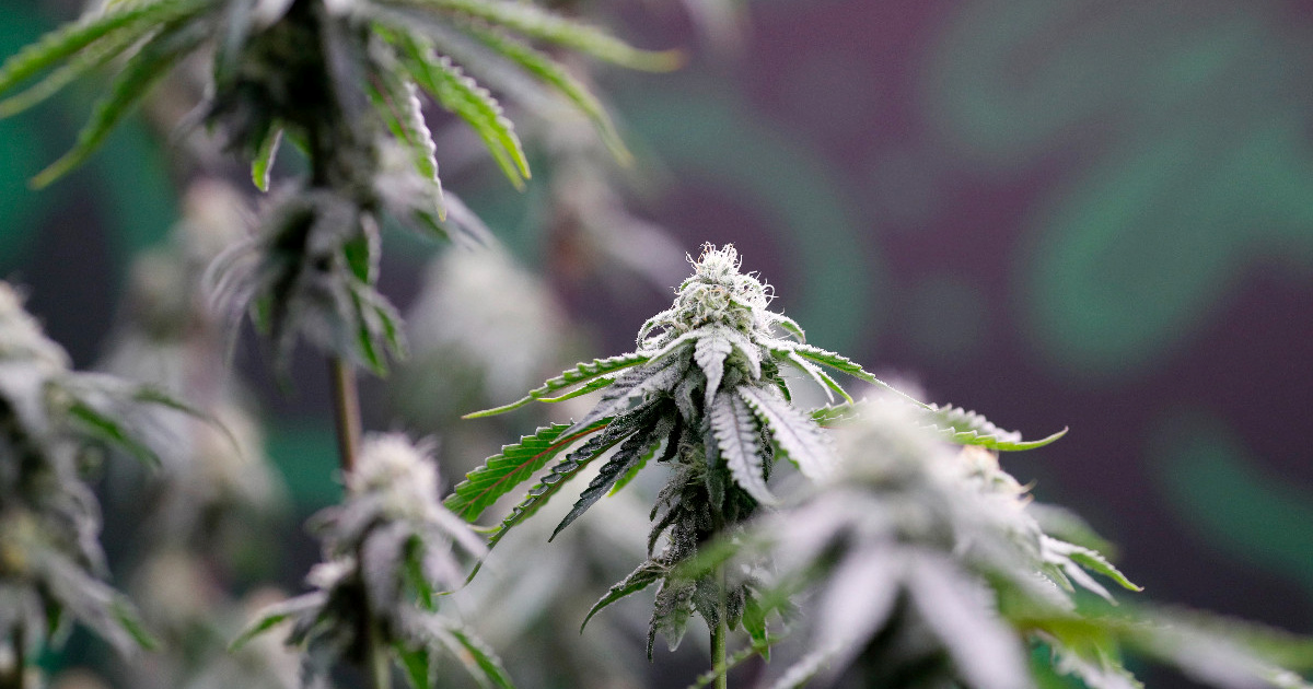 Amerika zakonom zabranjuje gotovo sve proizvode od konoplje