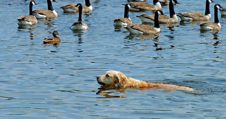 VIDEO Zlatni retriver obranio je dječaka od jata gusaka