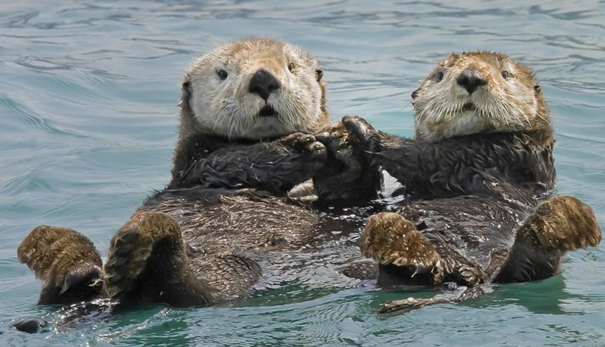 Znate li zašto su morske vidre posebne?