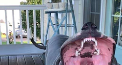 Pas napao puhalicu za lišće pa svojom smiješnom fotkom osvojio internet