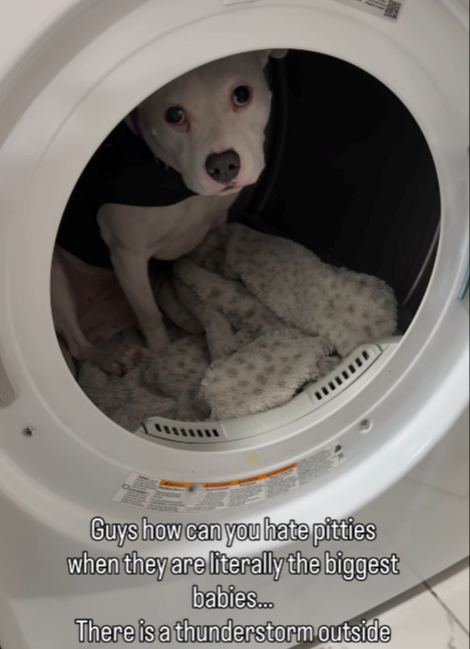Uplašena pit bullica od grmljavine se skriva u sušilici za rublje 🥹