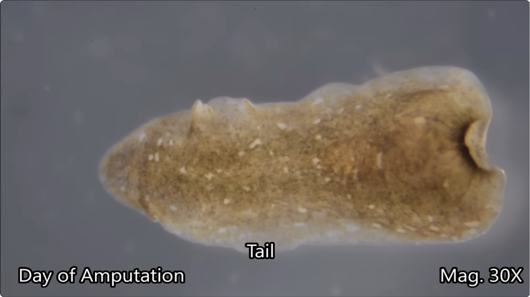Nevjerojatni crv koji može regenerirati glavu ključ je za ljudsku medicinu