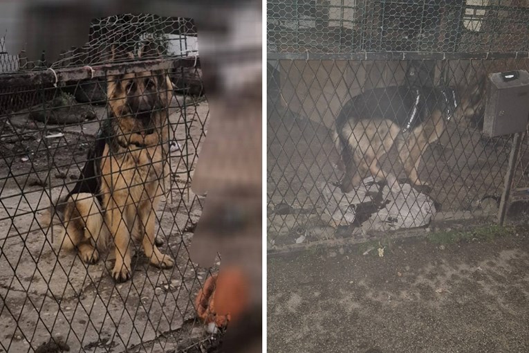 Mlada njemačka ovčarka u Zagrebu traži dom. Nitko je ne šeta, živi u pet kvadrata