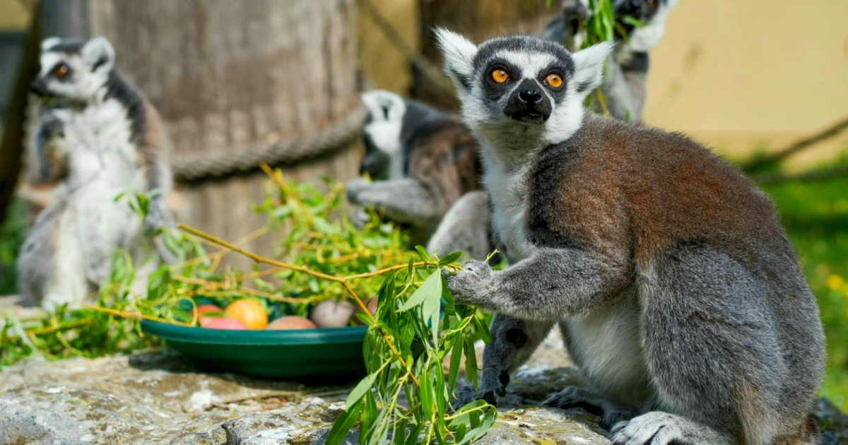 Na Uskrsni ponedjeljak zagrebački ZOO organizira zabavu za djecu i životinje