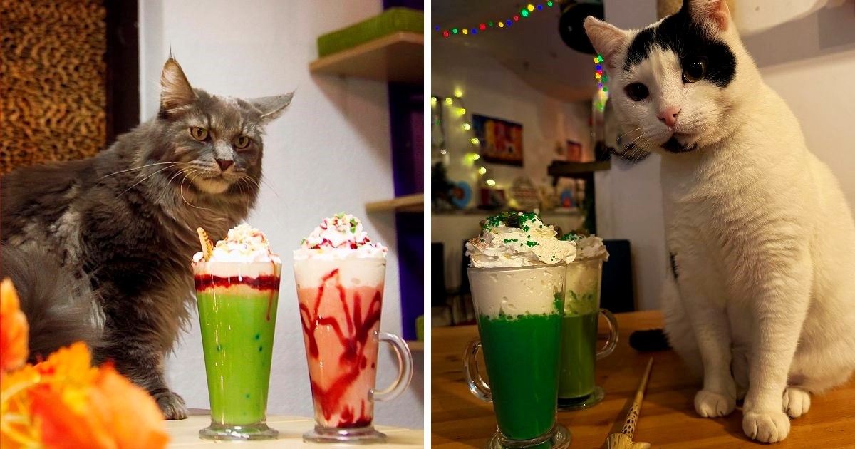 Cat Caffe uskoro se otvara u još jednom hrvatskom gradu