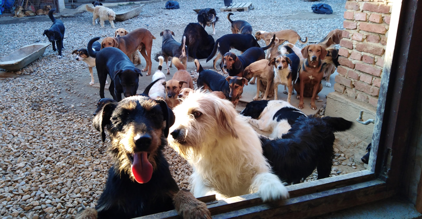 Ivana brine o 120 pasa bez ičije pomoći, njezina priča slika je prave Hrvatske