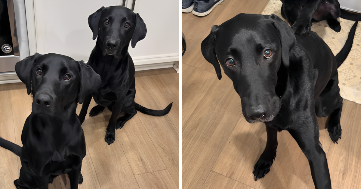 27 mil. pregleda: Labradori se mole prije večere, video oduševio korisnike TikToka