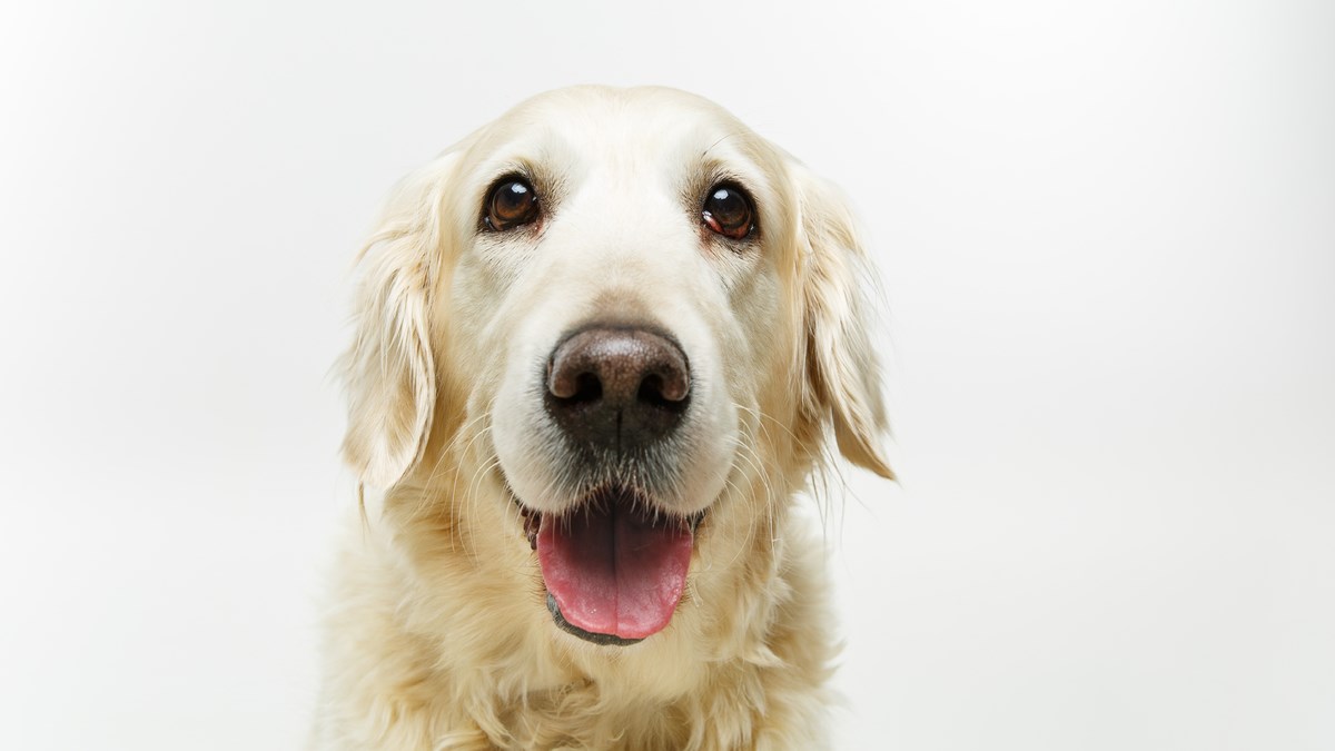 VIDEO Ovaj slatki retriver pokušava pojesti vrući zrak iz fena